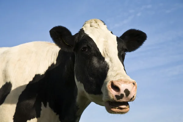 Портрет голландські корови — стокове фото