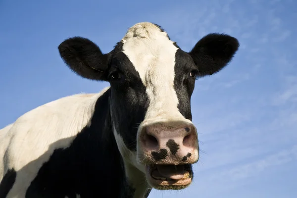 Portrait of a Dutch cow — Stock Photo, Image