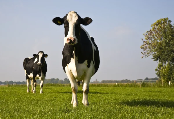 Retrato de una vaca holandesa — Foto de Stock