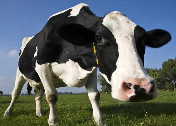Portrait of a Dutch cow — Stock Photo, Image