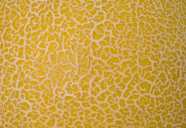 Close up of a melon skin — Zdjęcie stockowe