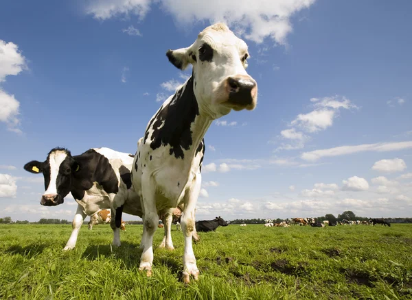 Portrait of a Dutch cow — Stock Photo, Image