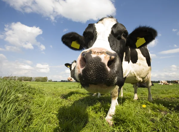 Ritratto di una mucca olandese — Foto Stock