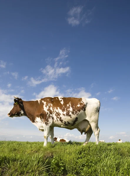 Ritratto di una mucca olandese — Foto Stock