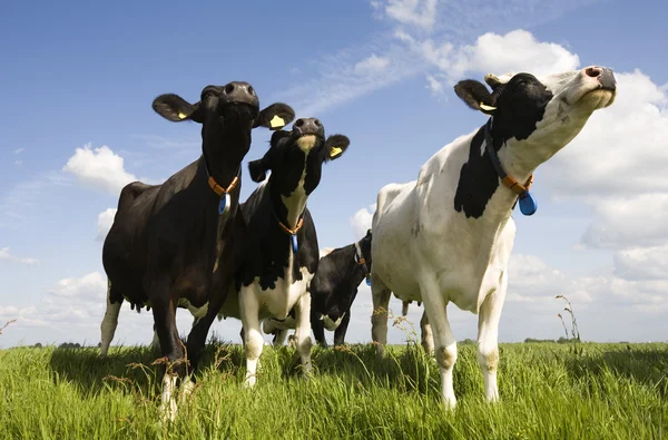 Портрет голландской коровы — стоковое фото