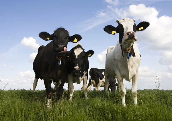 Портрет голландской коровы — стоковое фото