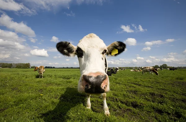 Retrato de una vaca holandesa — Foto de Stock