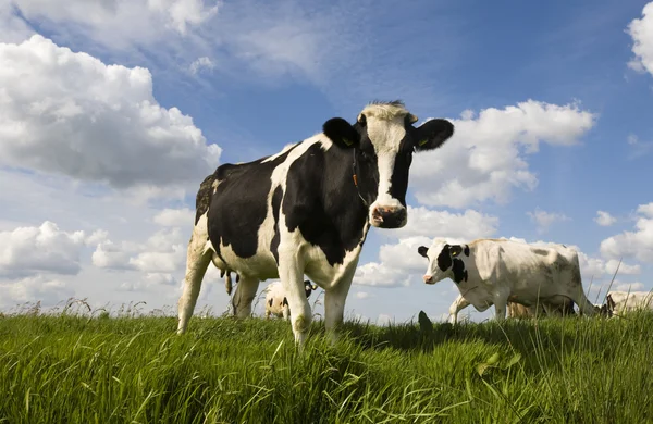 Portrait of a Dutch cow — Stock Photo, Image