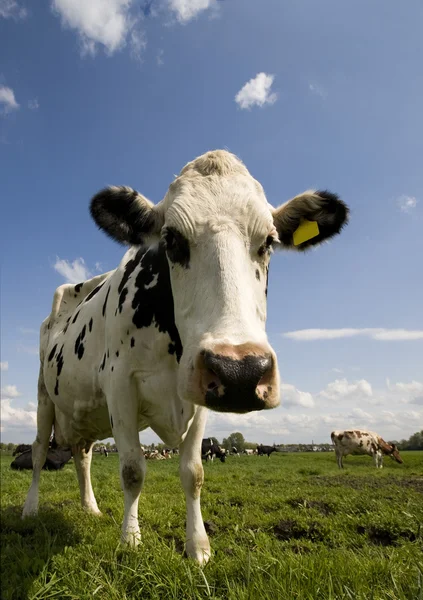 Portrait of a Dutch cow — Stock Photo, Image