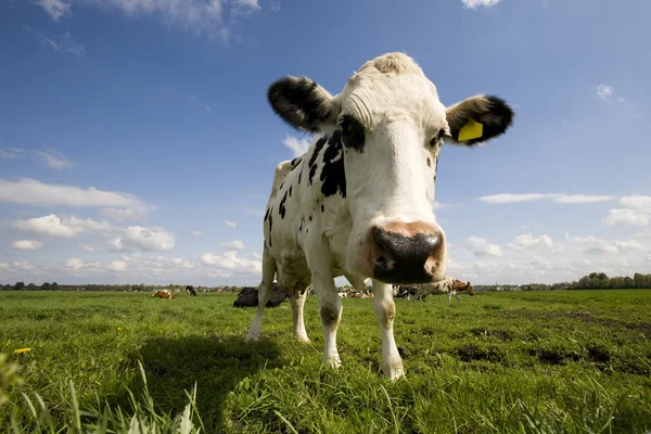 Porträt einer holländischen Kuh — Stockfoto