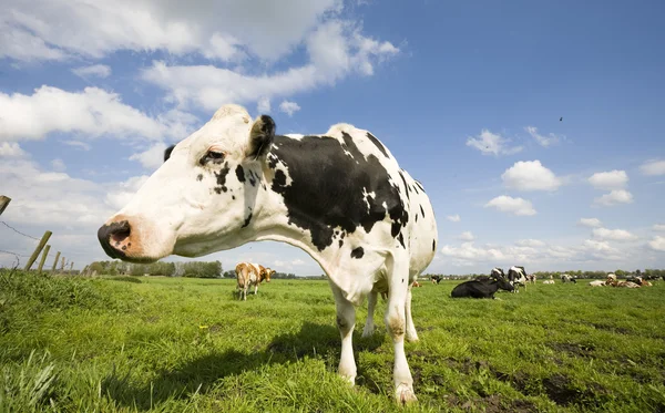 Portret van een Nederlandse koe — Stockfoto