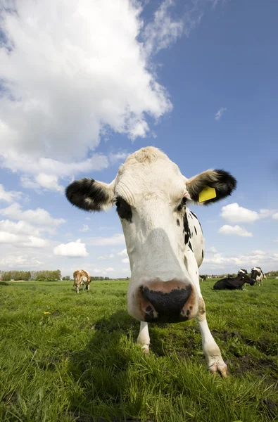 Portret van een Nederlandse koe — Stockfoto