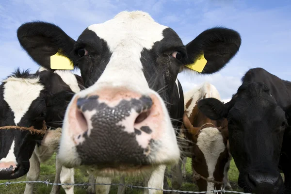 Portrait of a Dutch cow — Stock Photo, Image