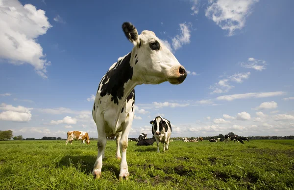 Porträtt av en holländsk ko — Stockfoto