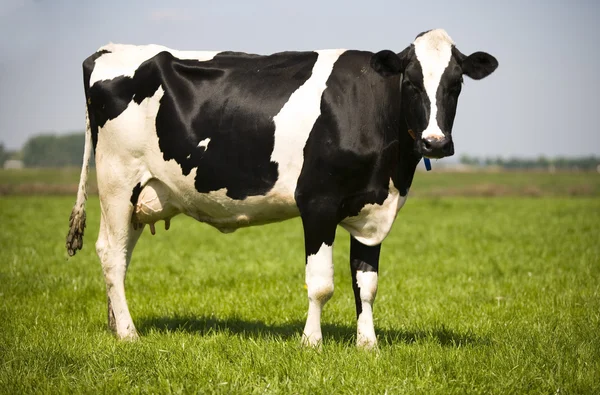 Dutch cow in the meadow — Stock Photo, Image