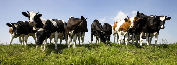 Vaca holandesa en el prado — Foto de Stock