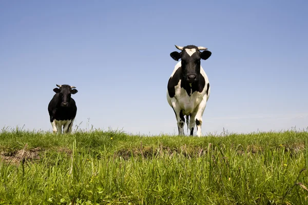 オランダの牛が草原で — ストック写真