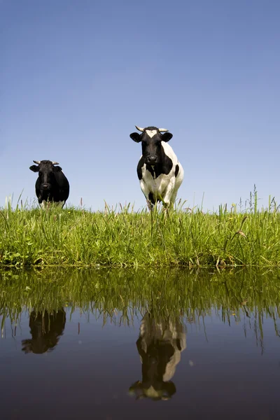Голландская корова на лугу — стоковое фото