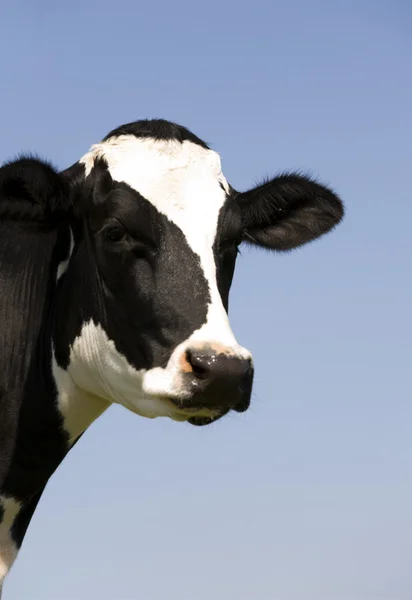 Dutch cow in the meadow — Stock Photo, Image