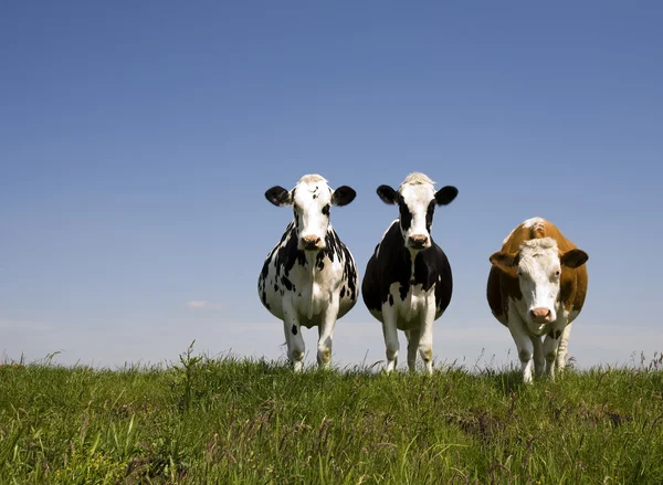 Dutch cows in the meadow — Stock Photo, Image