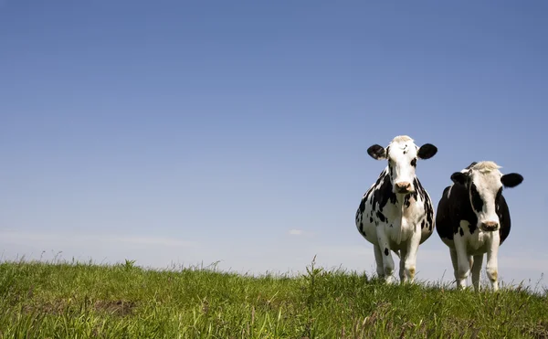 Vacas holandesas en el prado — Foto de Stock