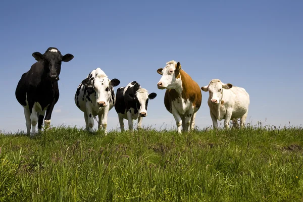 Голландские коровы на лугу — стоковое фото