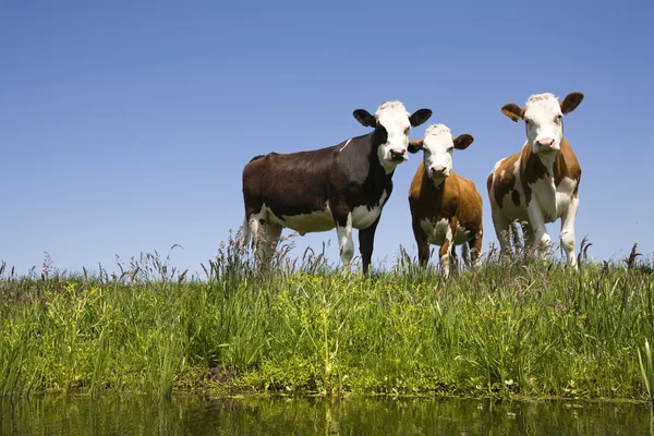 Dutch cows in the meadow — Stock Photo, Image