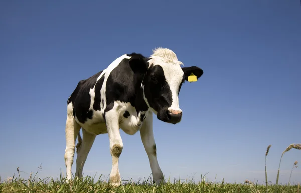 Dutch cow in the meadow — Stock Photo, Image