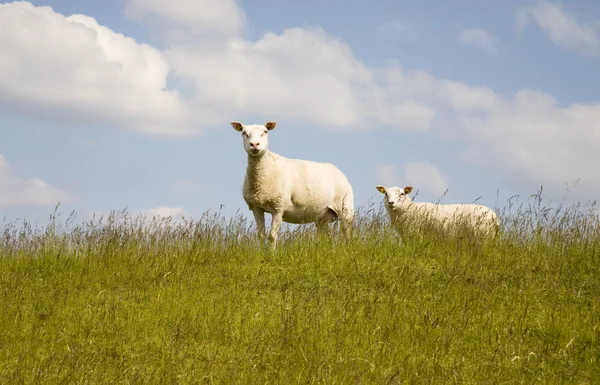 Neugierige Schafe auf einem Deich — Stockfoto