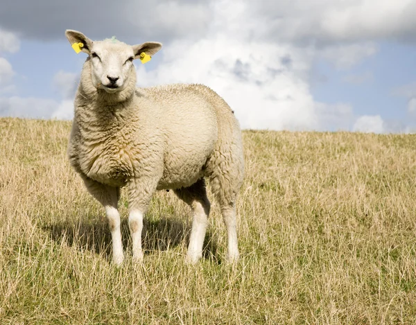 Curious sheep on a dike — Stock Photo, Image