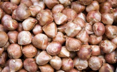 bir kutu Amsterdam'da pazardaki birçok ampuller