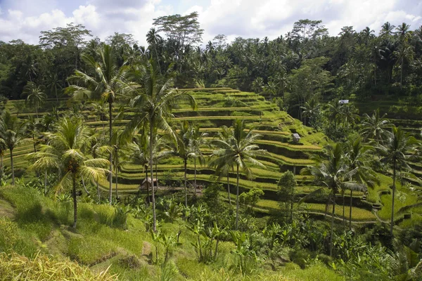 Rýžová pole v ubud Bali, Indonésie — Stock fotografie