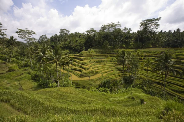 在印度尼西亚巴厘岛的乌布附近的稻田 — 图库照片