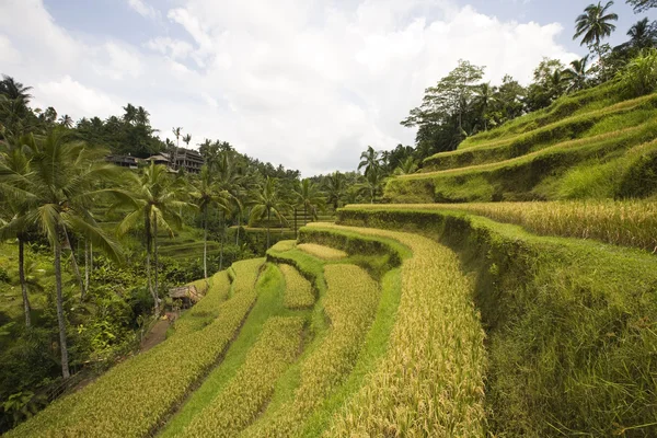 Risfälten nära ubud på bali, Indonesien — Stockfoto