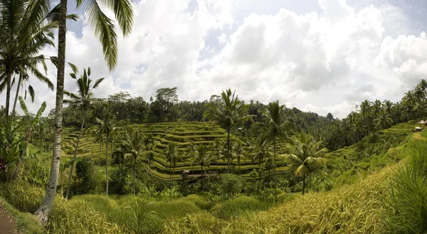 Pól ryżowych w pobliżu ubud w bali, Indonezja — Zdjęcie stockowe
