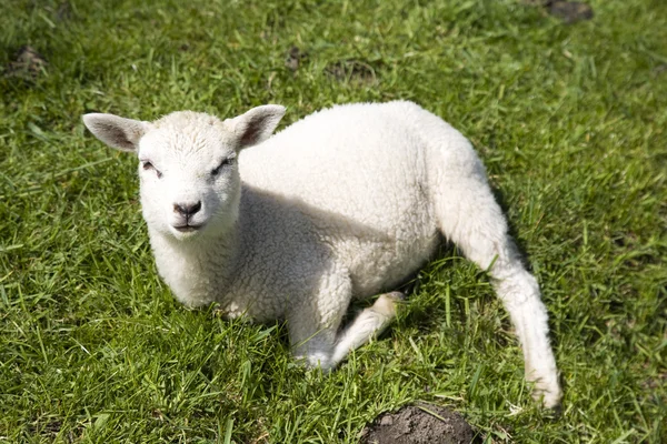 Lamb in the meadow — Stock Photo, Image