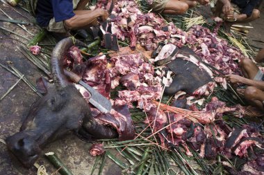 Manda bir ölüm Festivali sırasında kesim