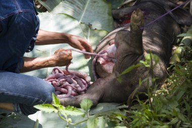 Slaughtering a pig during a death fest clipart