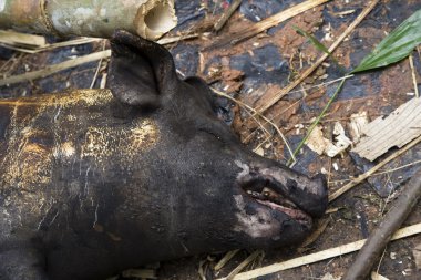 bir ölüm Festivali sırasında domuz kavurma
