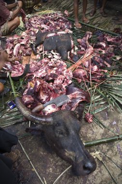 Manda bir ölüm Festivali sırasında kesim