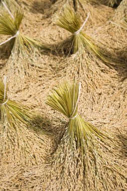 Güneşte kurutma toraja pirinç hasat