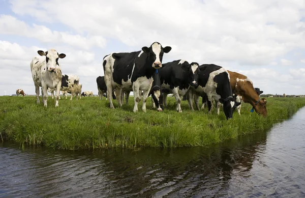 Dutch cows in the meadow — Stock Photo, Image