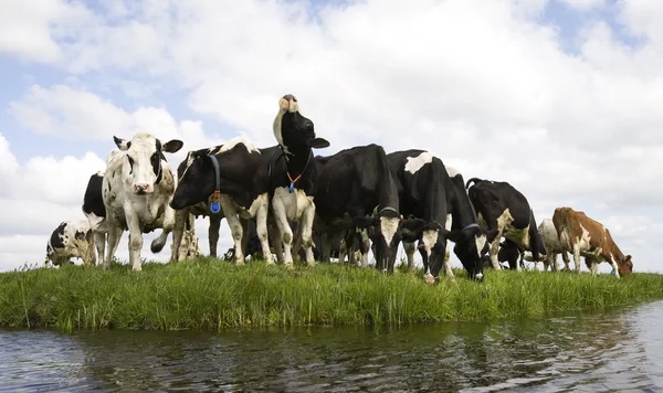 Nederländska kor på ängen — Stockfoto