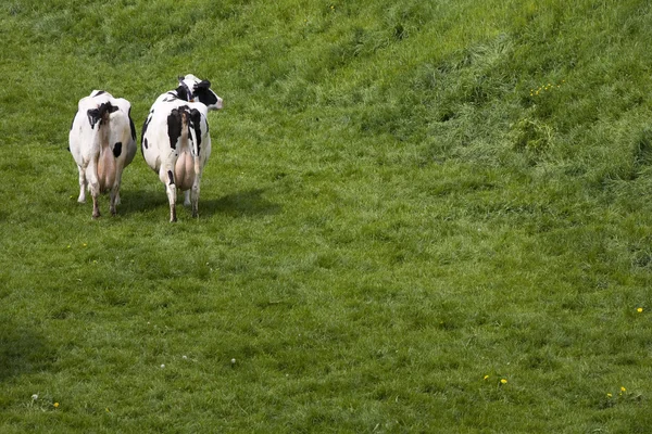 Vacche olandesi nel prato — Foto Stock