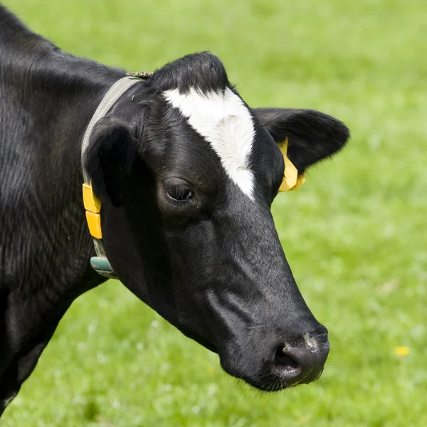 Holländische Kühe auf der Weide — Stockfoto