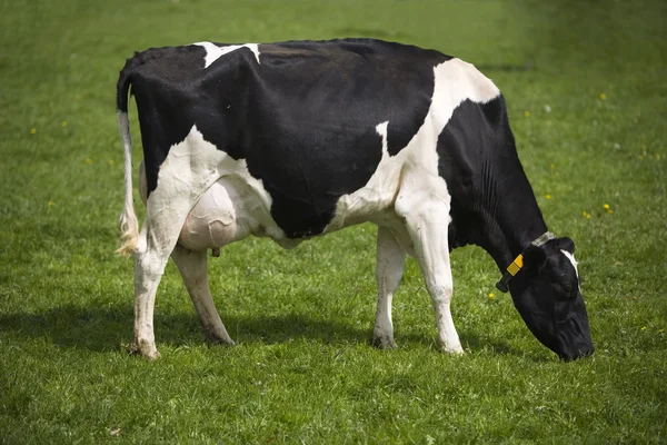 Dutch cows in the meadow — Stock Photo, Image