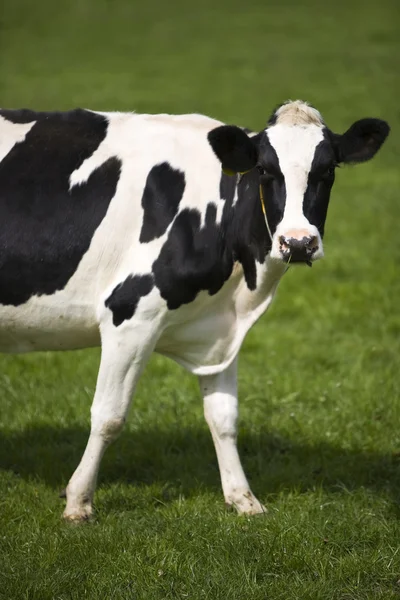 Nederlandse koeien in de Wei — Stockfoto