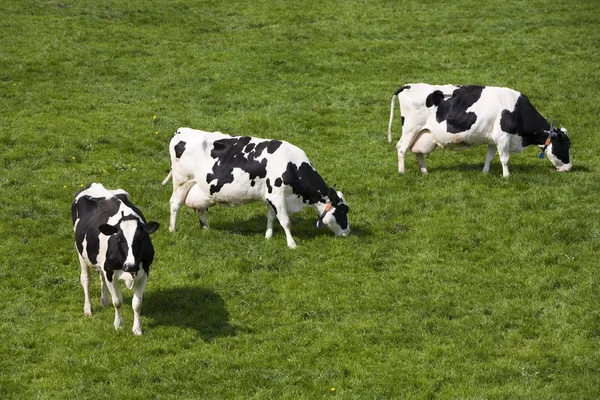 Vacas holandesas en el prado — Foto de Stock