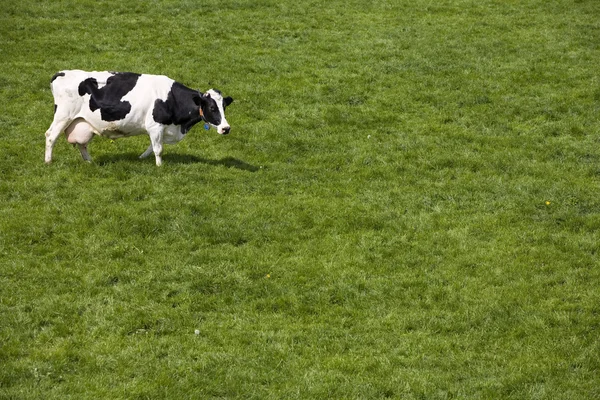 Vaches néerlandaises dans la prairie — Photo