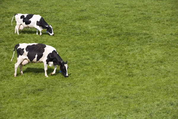 Vaches néerlandaises dans la prairie — Photo